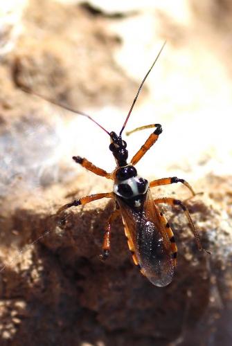 Réf. 243 880 : Sphedanolestes pulchellus